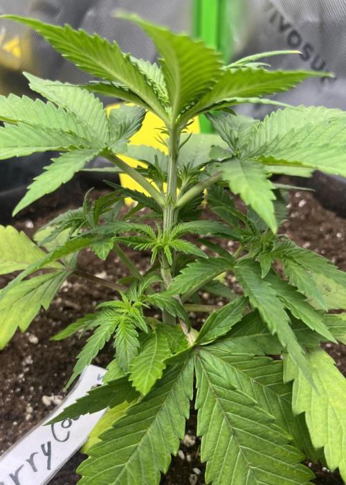 Erster Grow. Week 4 - Lemon Cherry Cookies
Start Woche 4