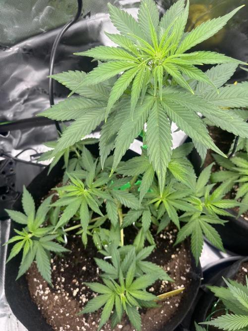 Erster Grow. Week 4 - Guava Ende Woche 4