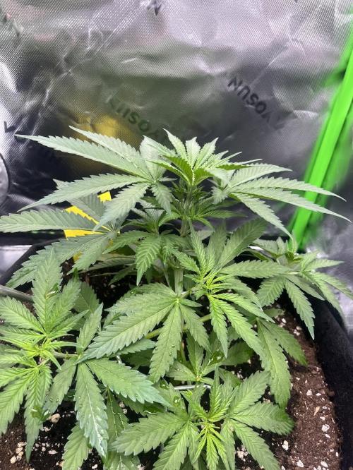 Erster Grow. Week 4 - LemonCherryCookies
Ende Woche 4