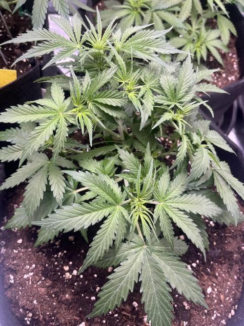 Erster Grow. Week 4 - 7-Up Ende Woche 4