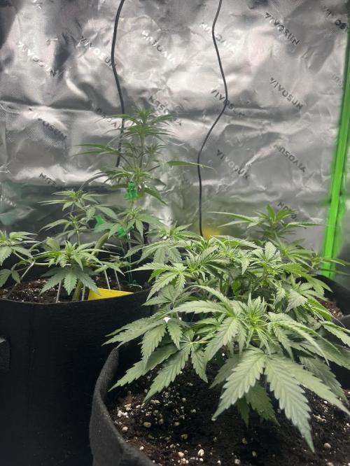 Erster Grow. Week 4 - Ende Woche 4