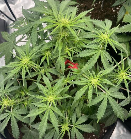 Erster Grow. Week 5 - 7-Up ende 5Woche