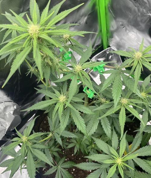 Erster Grow. Week 5 - Guava ende 5Woche