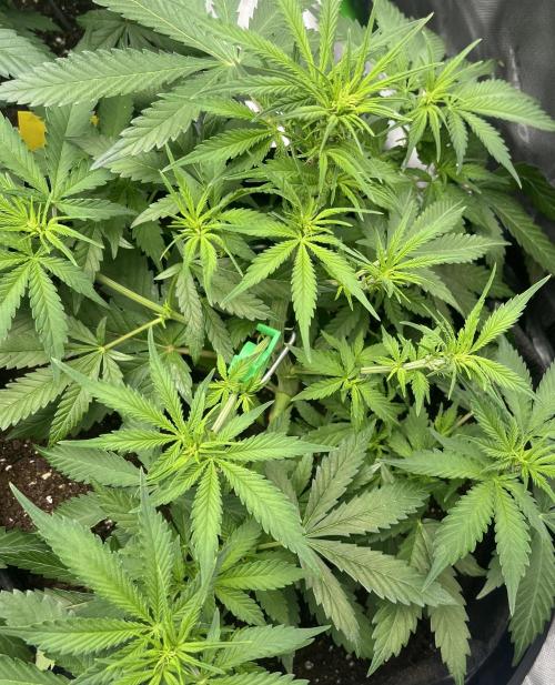 Erster Grow. Week 5 - LemonCherryCookies
ende 5 Woche