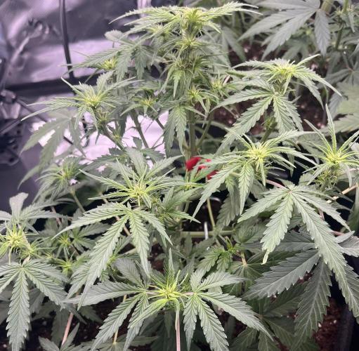 Erster Grow. Week 5 - 7-Up ende 5Woche