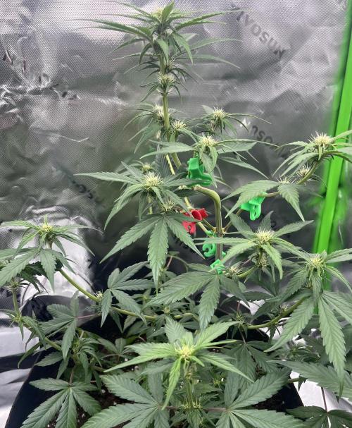 Erster Grow. Week 5 - Guava ende 5Woche