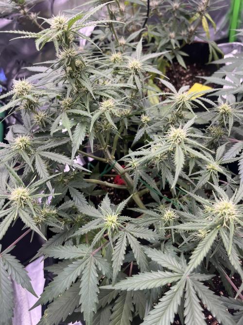 Erster Grow. Week 6 - 7- Up 30cm