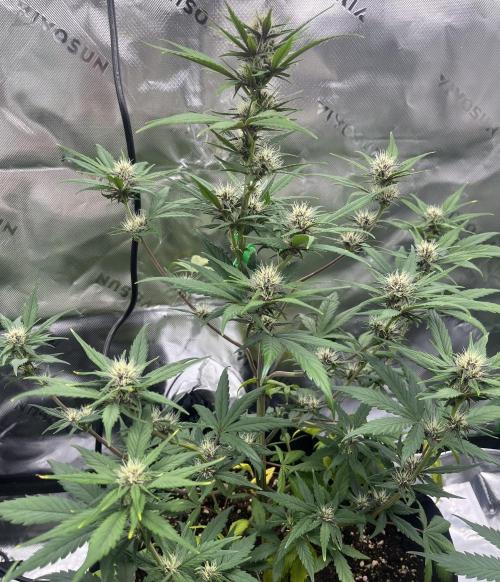 Erster Grow. Week 6 - Guava 50cm