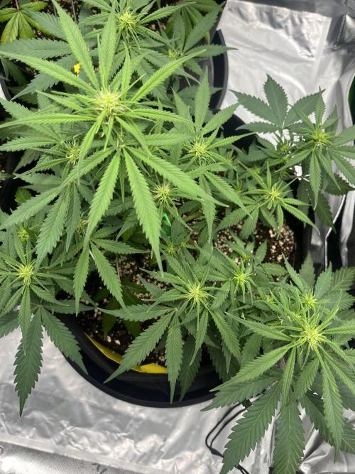 Erster Grow. Week 6 - LemonCherry 30 cm