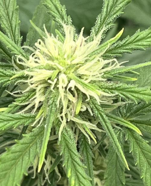 Erster Grow. Week 6 - 7 up 