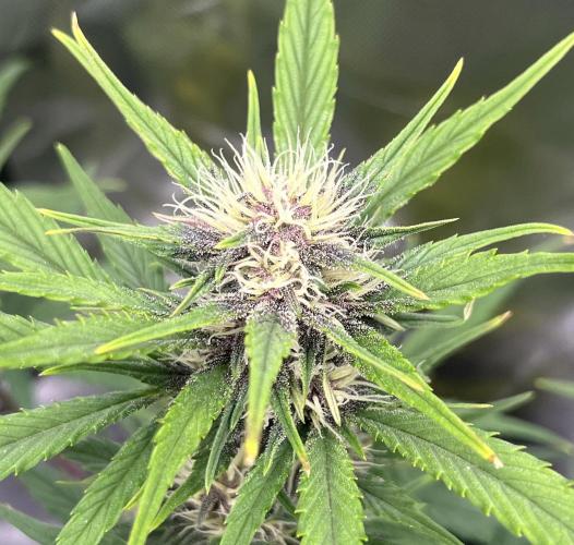 Erster Grow. Week 6 - guava