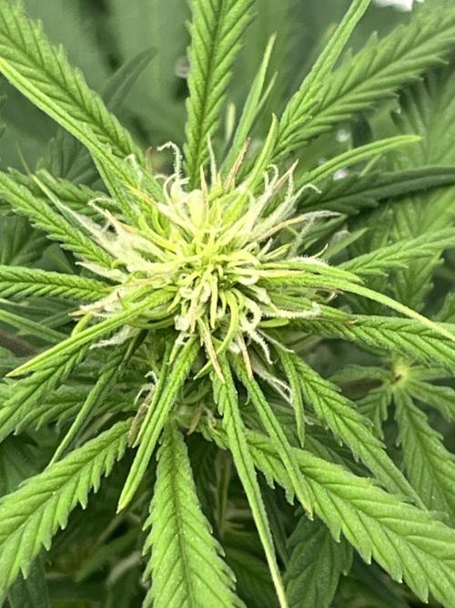 Erster Grow. Week 6 - LCG