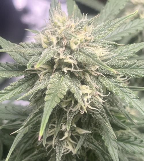 Erster Grow. Week 8 - 7-Up