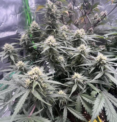 Erster Grow. Week 8 - 7-Up