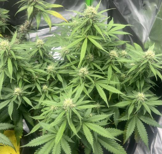 Erster Grow. Week 8 - LCC