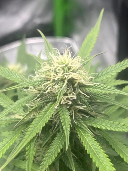 Erster Grow. Week 8 - LCC