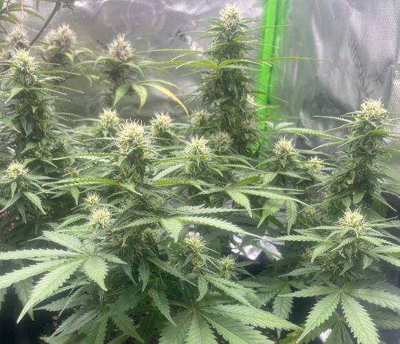 Erster Grow. Week 8 - LCC