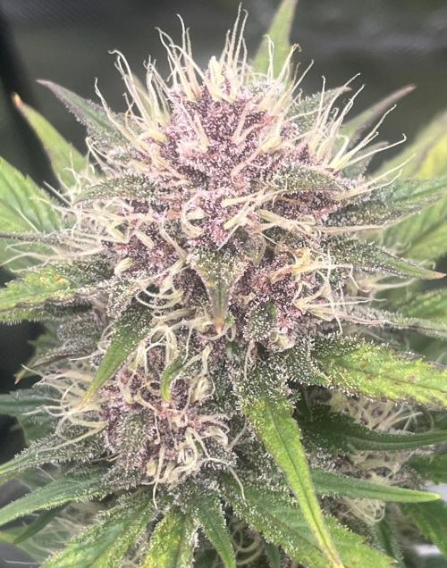 Erster Grow. Week 8 - Guava