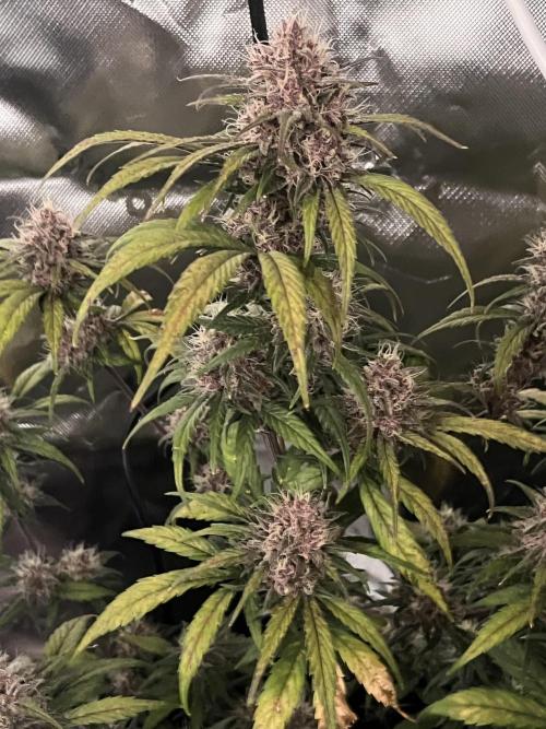 Erster Grow. Week 9 - guava