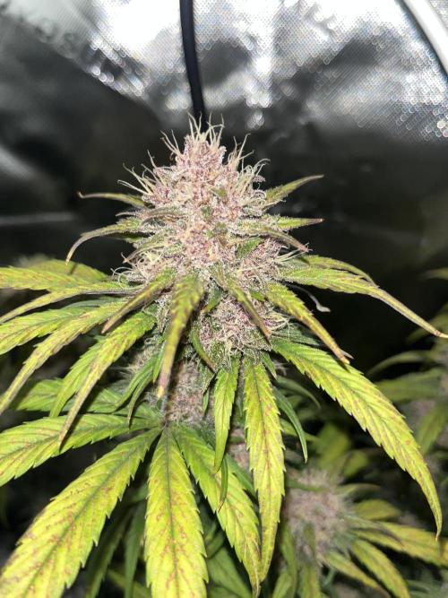 Erster Grow. Week 9 - guava