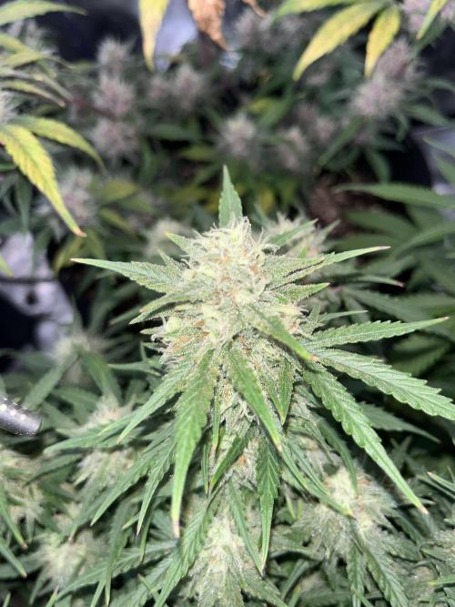 Erster Grow. Week 9 - 7-up