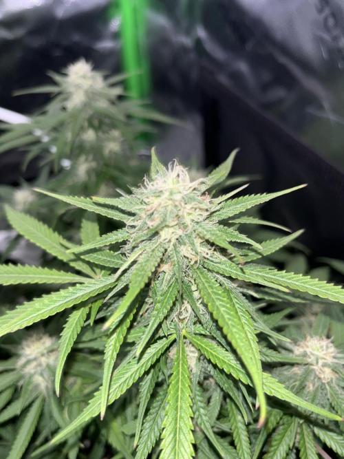 Erster Grow. Week 9 - lcc