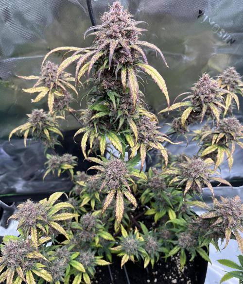 Erster Grow. Week 10 - guava