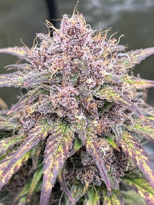 Erster Grow. Week 10 - guava