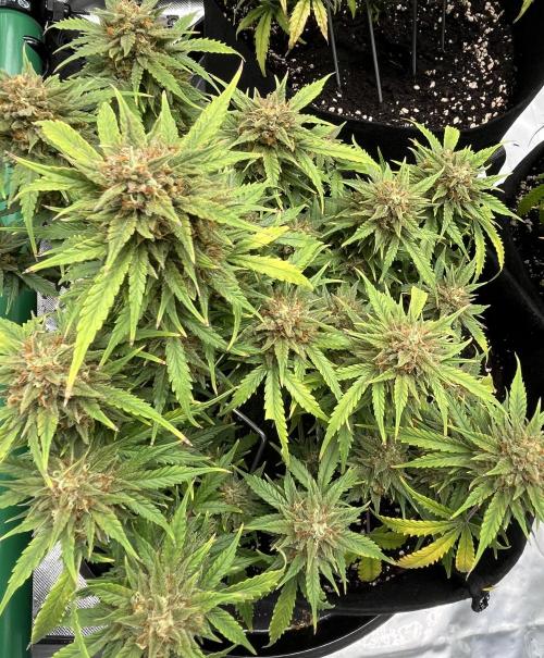 Erster Grow. Week 10 - 7 up