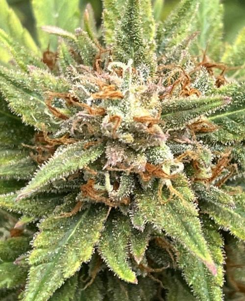 Erster Grow. Week 10 - 7 up