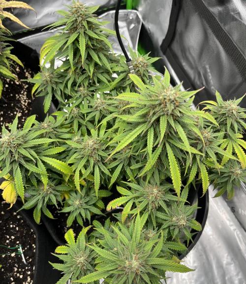 Erster Grow. Week 10 - lcc 