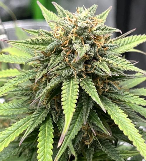 Erster Grow. Week 10 - lcc