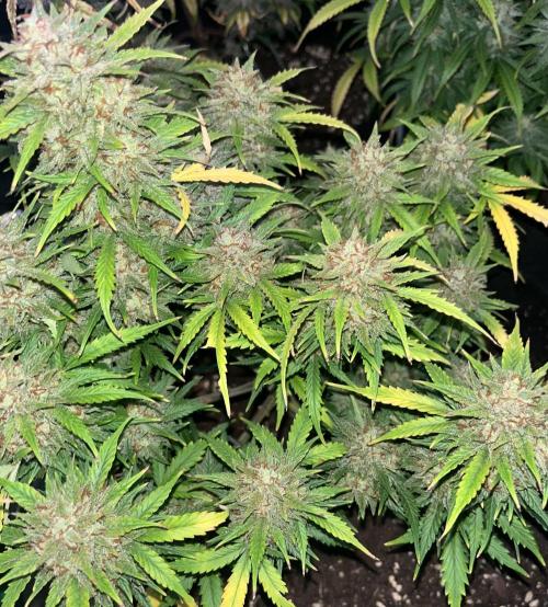 Erster Grow. Week 11 - 7up