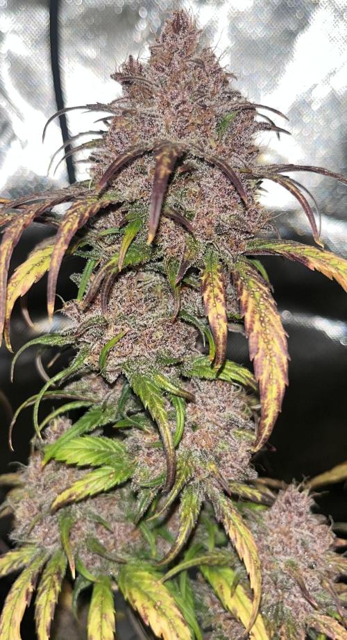 Erster Grow. Week 11 - guava