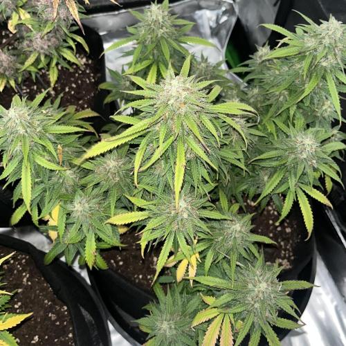 Erster Grow. Week 11 - Lcc