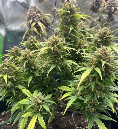 Erster Grow. Week 11 - 7up