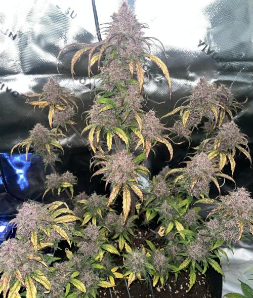 Erster Grow. Week 11 - guava