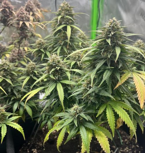 Erster Grow. Week 11 - Lcc