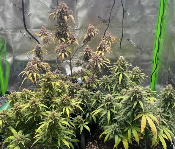 Erster Grow. Week 11