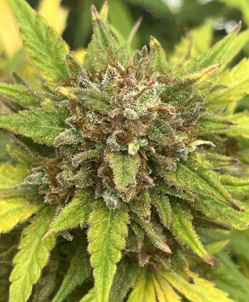 Erster Grow. Week 12 - Z-Up