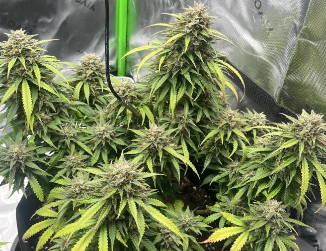 Erster Grow. Week 12 - LCC