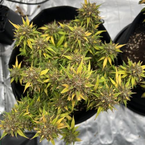 Erster Grow. Week 13 - Z-Up