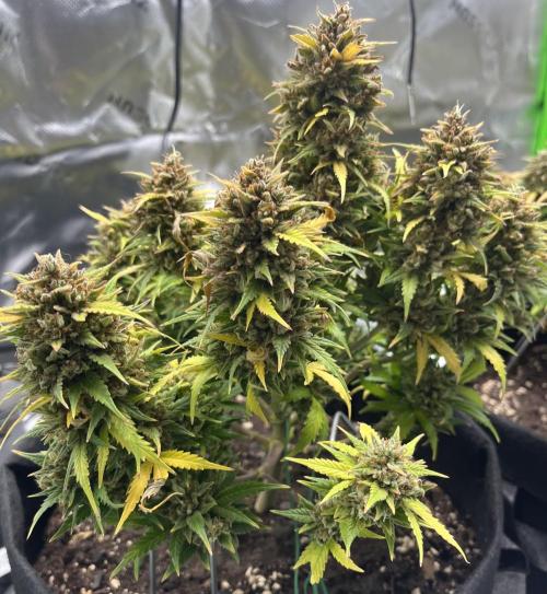 Erster Grow. Week 13 - Z-Up
