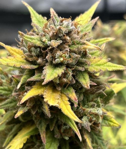 Erster Grow. Week 13 - Z-Up