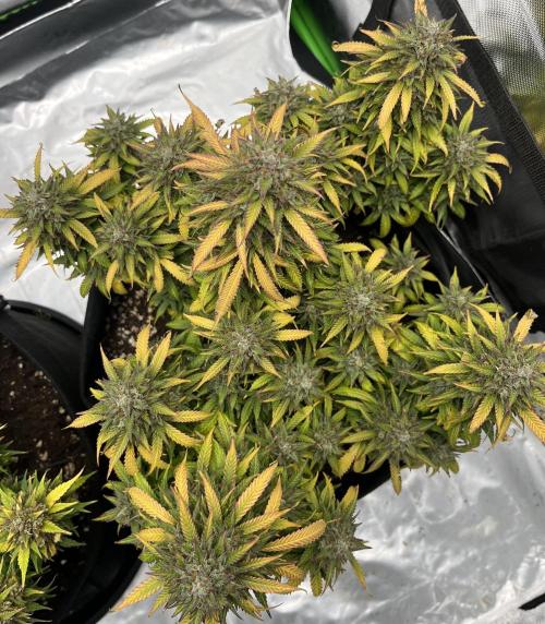 Erster Grow. Week 13 - LCC