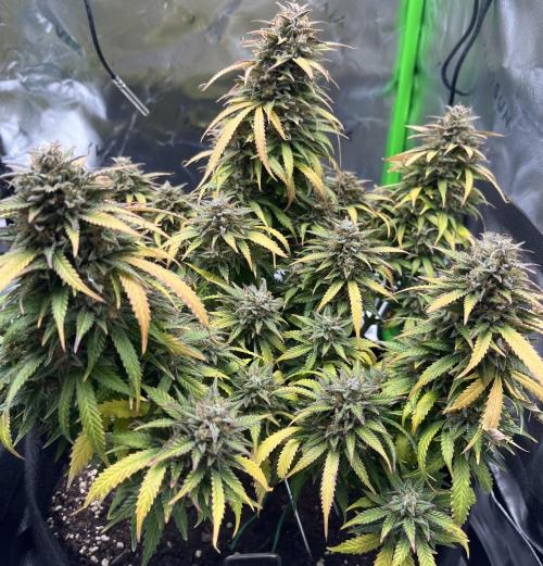 Erster Grow. Week 13 - LCC