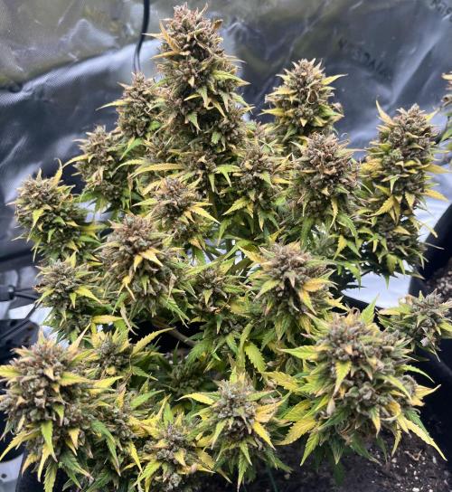 Erster Grow. Week 14 - Z-Up