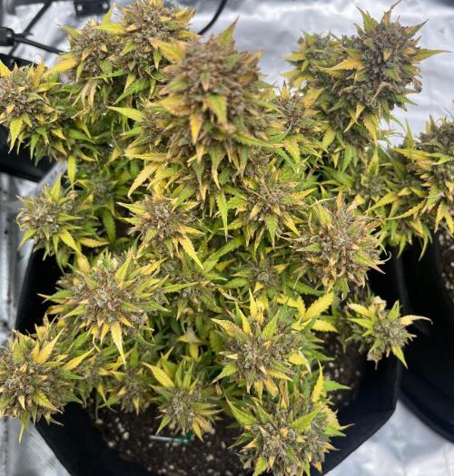 Erster Grow. Week 14 - Z-Up