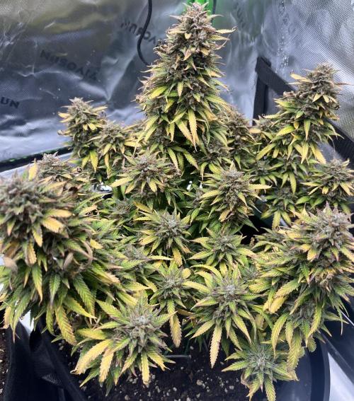 Erster Grow. Week 14 - LCC