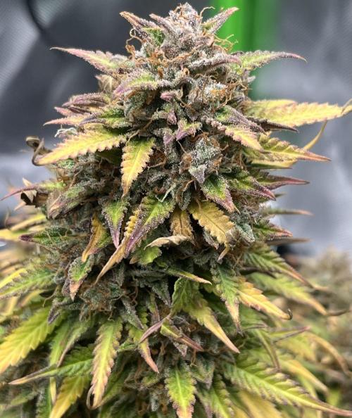 Erster Grow. Week 14 - LCC